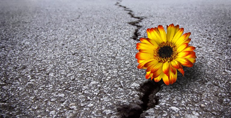 Flower-In-Asphalt